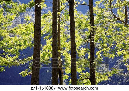 Reunion Island Indian Ocean, France, Cilaos, forest, trees. View Large Photo Image Stock Photo - Reunion Island Indian Ocean, France, Cilaos, forest, trees.. Fotosearch