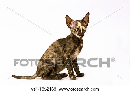 Rex Cornish Domestic Cat, Kitten sitting against White Background View Large Photo Image Stock Image - Rex Cornish Domestic Cat, Kitten sitting against White Background. Fotosearch
