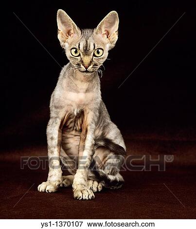 REX DEVON CAT, ADULT SITTING AGAINST BLACK BACKGROUND View Large Photo Image Stock Photo - REX DEVON CAT, ADULT SITTING AGAINST BLACK BACKGROUND. Fotosearch