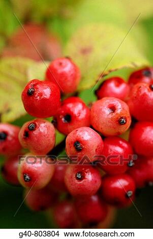 Picture - Rhamnus Alaternus. Fotosearch