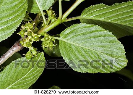 Rhamnus alpinus, Huesca province, Spain View Large Photo Image Stock Image - Rhamnus alpinus, Huesca province, Spain. Fotosearch