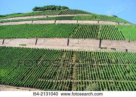 Rhine River Valley Germany Europe Rudesheim Vineyards Wineries Cruise DE. View Large Photo Image Stock Image - Rhine River Valley Germany Europe Rudesheim Vineyards Wineries Cruise DE.. Fotosearch