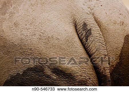 Stock Image - Rhino. Fotosearch