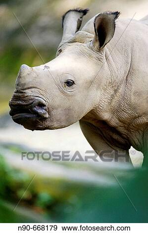Rhino View Large Photo Image Stock Photo - Rhino. Fotosearch