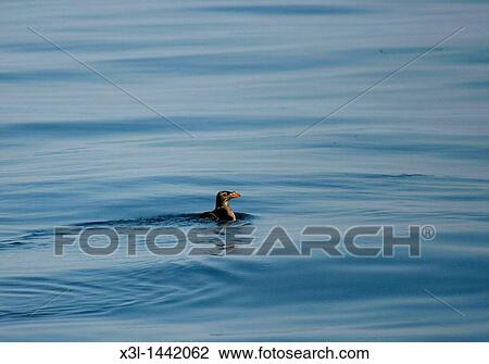 Stock Image - Rhinoceros Auklet, Cerorhinca monocerata Vancouver island British Columbia Caanada. Fotosearch