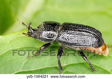 Stock Image - Rhinoceros Beetle Sinodendron cylindricum. Fotosearch