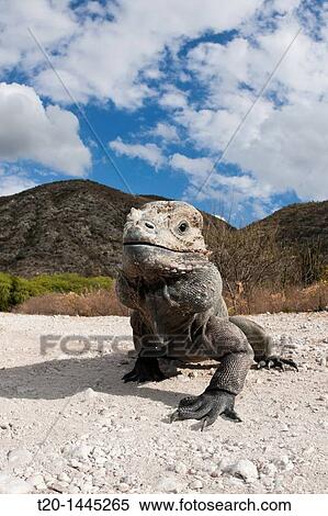 Rhinoceros Iguana, Cyclura cornuta, Isla Cabritos National Park, Lago Enriquillo, Dominican Republic View Large Photo Image Stock Photography - Rhinoceros Iguana, Cyclura cornuta, Isla Cabritos National Park, Lago Enriquillo, Dominican Republic. Fotosearch