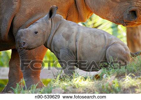 Stock Photo - Rhinoceros. Fotosearch