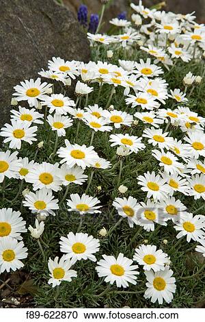 Stock Image - Rhodanthemum hosmariense (Rhodanthemum hosmariense). Vancouver, UBC Botanical Garden, BC.. Fotosearch