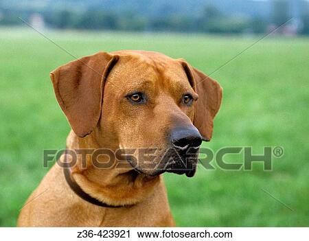 Rhodesian Ridgeback dog portrait View Large Photo Image Stock Image - Rhodesian Ridgeback dog portrait. Fotosearch