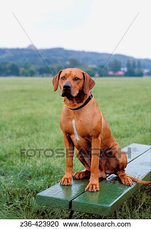 Stock Image - Rhodesian Ridgeback dog sitting on bench. Fotosearch
