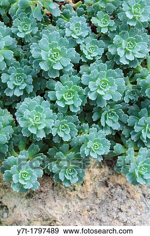 Stock Photo - Rhodiola pachyclados - Silver Gem Stonecrop. Photographed in garden, UK.. Fotosearch