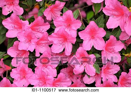 Stock Photo - Rhododendron simsii. Fotosearch