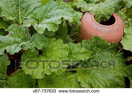 Rhubarb and Edwardian forcing pot Norfolk June View Large Photo Image Stock Image - Rhubarb and Edwardian forcing pot Norfolk June. Fotosearch