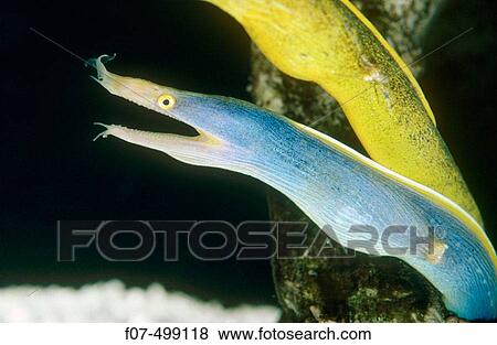 Ribbon Eel (Rhinomuraena quaesita), tropical Pacific View Large Photo Image Stock Photo - Ribbon Eel (Rhinomuraena quaesita), tropical Pacific. Fotosearch