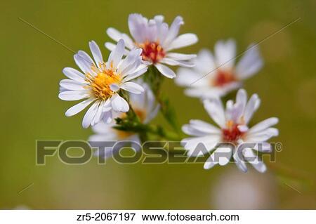 Rice button aster flowers (Symphyotrichum dumosum) in a meadow, Florida, USA. View Large Photo Image Stock Photo - Rice button aster flowers (Symphyotrichum dumosum) in a meadow, Florida, USA.. Fotosearch