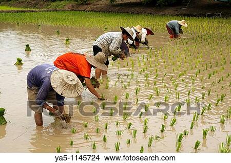 Rice cultivation on the fields in North East Thailand View Large Photo Image Picture - Rice cultivation on the fields in North East Thailand. Fotosearch
