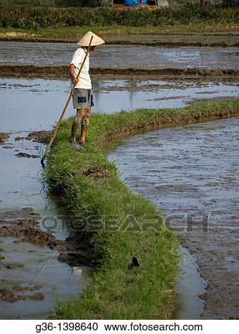 Rice famers at work in Hoi An, Vietnam View Large Photo Image Stock Image - Rice famers at work in Hoi An, Vietnam. Fotosearch