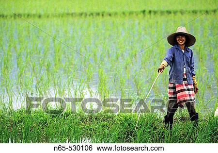 Stock Photograph - Rice farmer at rice paddy. North of Chiang Rai, on the road between Chaing Rai and Mae Sai. Northern Thailand. Fotosearch