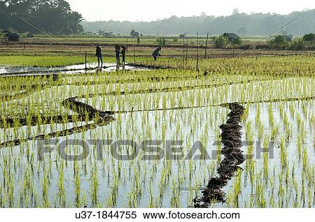 Rice field at Kampung Skudup, Sarawak, Malaysia. View Large Photo Image Stock Photography - Rice field at Kampung Skudup, Sarawak, Malaysia.. Fotosearch