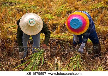 Rice field in Lampang Chiang Mai Thailand View Large Photo Image Stock Photo - Rice field in Lampang Chiang Mai Thailand. Fotosearch