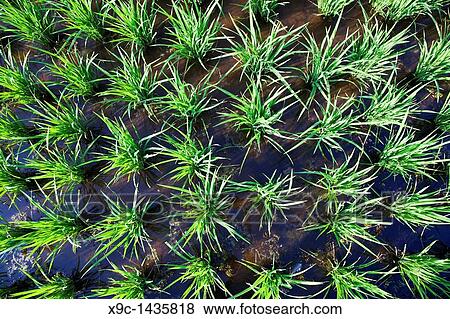 Rice Field in Malaysia View Large Photo Image Stock Photo - Rice Field in Malaysia. Fotosearch