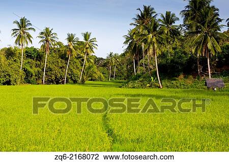 Stock Image - Rice Field in Puerto Princesa, Palawan, Philippines.. Fotosearch
