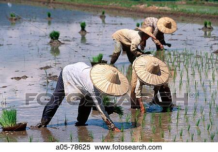 Rice field. Minangkabau area. Sumatra. Indonesia. View Large Photo Image Stock Photography - Rice field. Minangkabau area. Sumatra. Indonesia.. Fotosearch