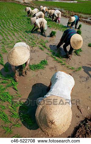 Rice field near Tam Nong, Mekong Delta, Vietnam. View Large Photo Image Stock Photo - Rice field near Tam Nong, Mekong Delta, Vietnam.. Fotosearch