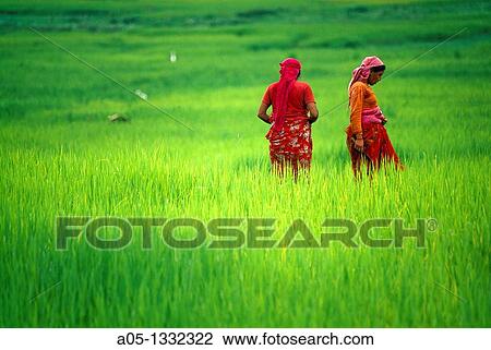 Rice field Pokhara valley Nepal. View Large Photo Image Stock Image - Rice field Pokhara valley Nepal.. Fotosearch