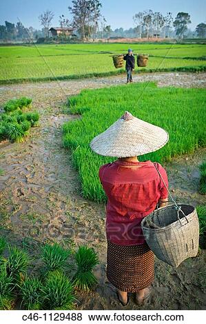 Rice field. Vientiane. Laos. View Large Photo Image Stock Photo - Rice field. Vientiane. Laos.. Fotosearch
