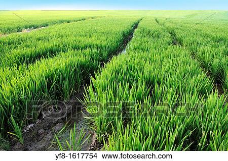 Rice fields, Albufera nature reserve, Valencia, Spain View Large Photo Image Picture - Rice fields, Albufera nature reserve, Valencia, Spain. Fotosearch