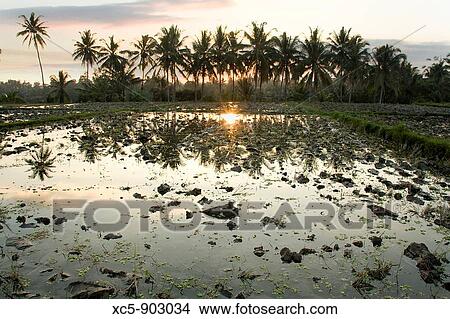 Rice Fields at dusk, Ubud, Bali, Indonesia View Large Photo Image Picture - Rice Fields at dusk, Ubud, Bali, Indonesia. Fotosearch