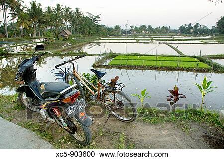 Rice Fields at dusk, Ubud, Bali, Indonesia View Large Photo Image Stock Image - Rice Fields at dusk, Ubud, Bali, Indonesia. Fotosearch