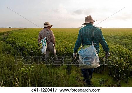 Rice fields, Ebro Delta, Tarragona Province, Catalonia, Spain View Large Photo Image Stock Photo - Rice fields, Ebro Delta, Tarragona Province, Catalonia, Spain. Fotosearch