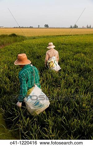 Stock Photograph - Rice fields, Ebro Delta, Tarragona Province, Catalonia, Spain. Fotosearch