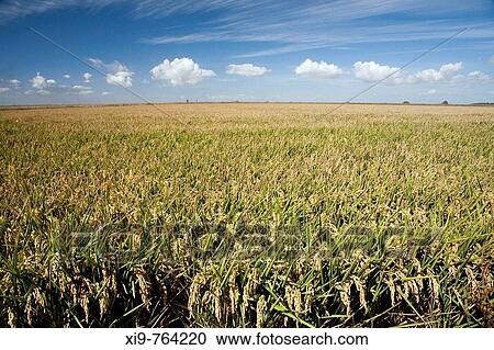 Rice fields, Isla Mayor. Doana National Park, Sevilla province, Andalucia, Spain View Large Photo Image Stock Image - Rice fields, Isla Mayor. Doana National Park, Sevilla province, Andalucia, Spain. Fotosearch