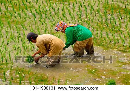 Rice fields. Toraja country. Sulawesi. Indonesia View Large Photo Image Stock Image - Rice fields. Toraja country. Sulawesi. Indonesia. Fotosearch
