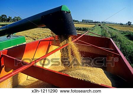 Stock Image - rice harvest, Camargue, Bouches du Rhone department, Provence, Southeastern of France, Europe. Fotosearch