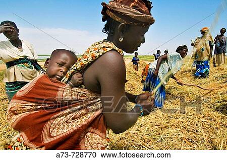 Rice harvest near Timbuktu, Mali View Large Photo Image Stock Image - Rice harvest near Timbuktu, Mali. Fotosearch