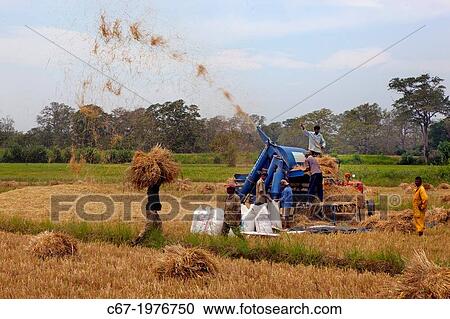 Rice Harvesting in Sri Lanka March. View Large Photo Image Stock Image - Rice Harvesting in Sri Lanka March.. Fotosearch