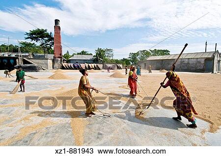 Rice harvesting, women at work, Sylhet, Bangladesh View Large Photo Image Stock Image - Rice harvesting, women at work, Sylhet, Bangladesh. Fotosearch