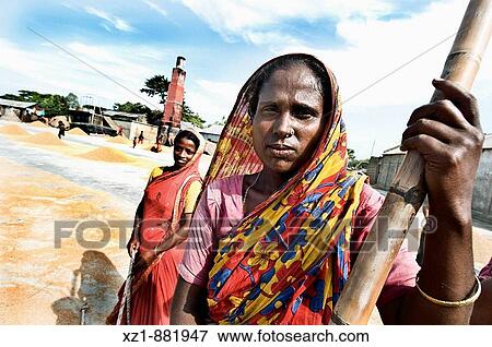 Rice harvesting, women at work, Sylhet, Bangladesh View Large Photo Image Stock Photo - Rice harvesting, women at work, Sylhet, Bangladesh. Fotosearch