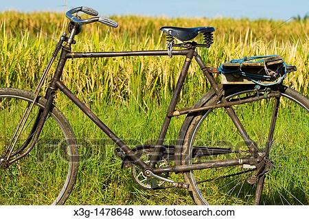 Stock Photo - Rice paddies in the central Indonesian area of Ubud. Fotosearch