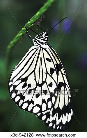 Rice Paper butterfly (Idea leuconoe) hanging from stem of plant View Large Photo Image Stock Photo - Rice Paper butterfly (Idea leuconoe) hanging from stem of plant. Fotosearch