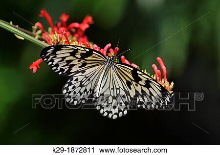 Rice paper/Large tree nymph Idea leuconoe, Niagara Butterfly Conservatory, Niagara Falls, Ontario, Canada View Large Photo Image Stock Image - Rice paper/Large tree nymph Idea leuconoe, Niagara Butterfly Conservatory, Niagara Falls, Ontario, Canada. Fotosearch