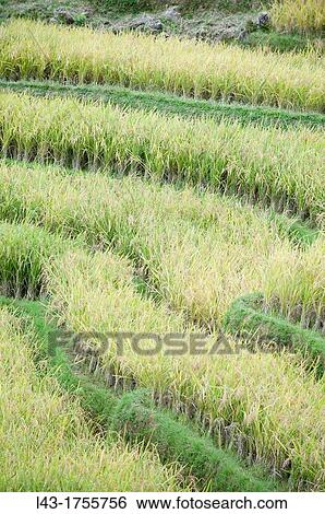 rice terrace in tana toraja, celebes, sulawesi, indonesia View Large Photo Image Stock Photograph - rice terrace in tana toraja, celebes, sulawesi, indonesia. Fotosearch