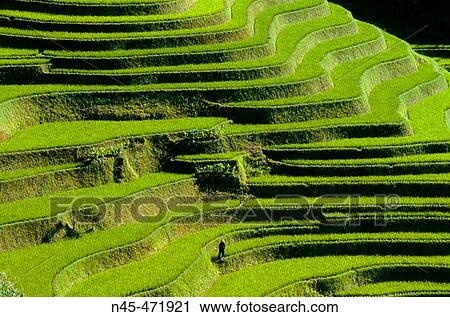 Rice terrace. Mouth of the Tiger. Scenic area. Yuanyang. China. View Large Photo Image Stock Image - Rice terrace. Mouth of the Tiger. Scenic area. Yuanyang. China.. Fotosearch