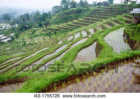 Rice terraces in Bali Island, Indonesia View Large Photo Image Stock Photograph - Rice terraces in Bali Island, Indonesia. Fotosearch