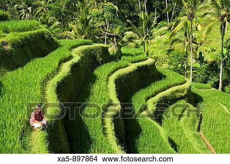 Rice terraces near Tegallalang village, Bali, Indonesia View Large Photo Image Picture - Rice terraces near Tegallalang village, Bali, Indonesia. Fotosearch